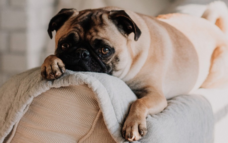 lazy dog relaxing on couch