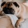 lazy dog relaxing on couch